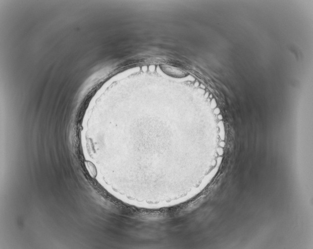 X0000111250245200908131213