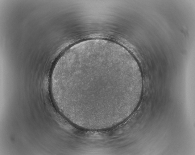 X0000111250297200908131213