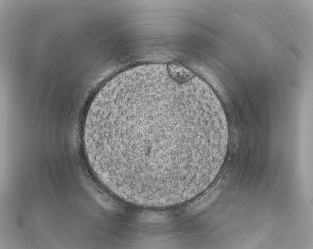 X0000111250354200908131212