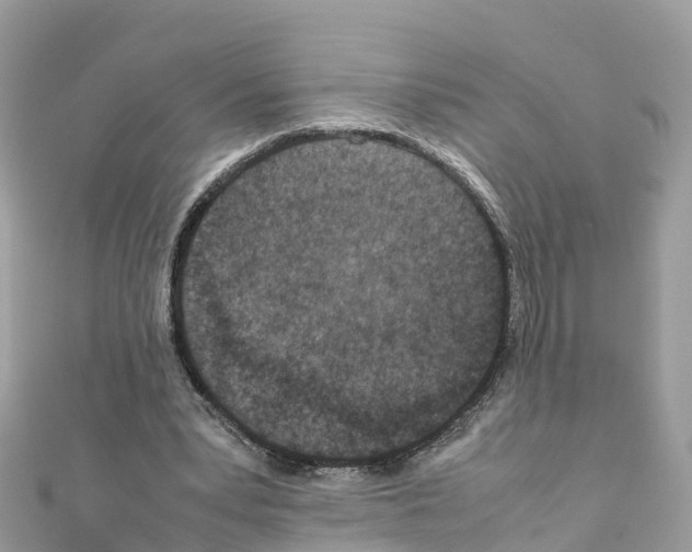 X0000111250391200908131212