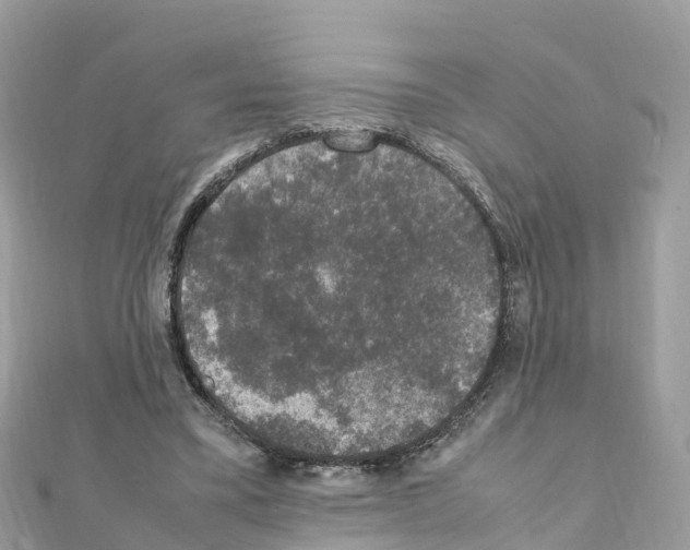 X0000111250395200908131212