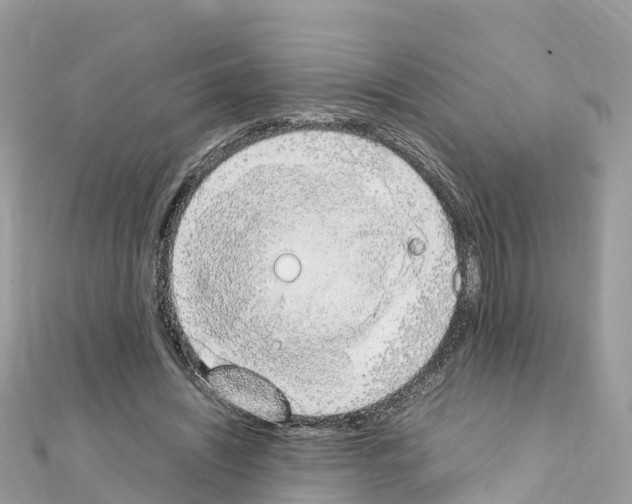 X0000111250444200908131211