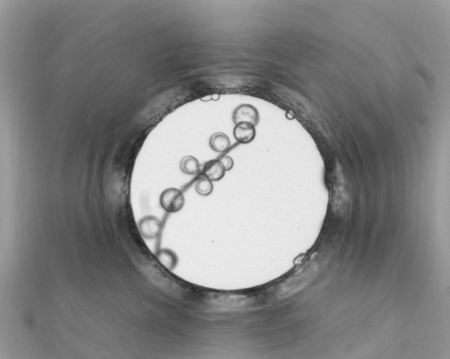 X0000111250476200908131211