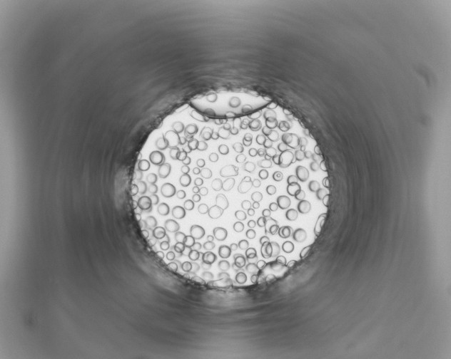 X0000111250480200908131211