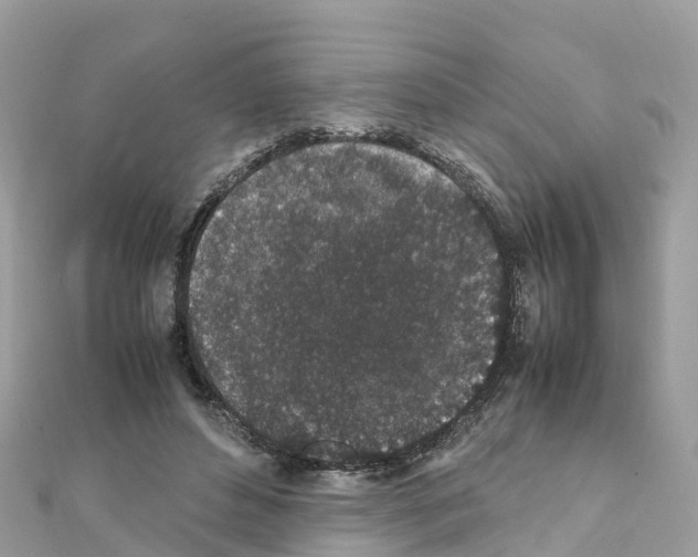 X0000111250496200908131210