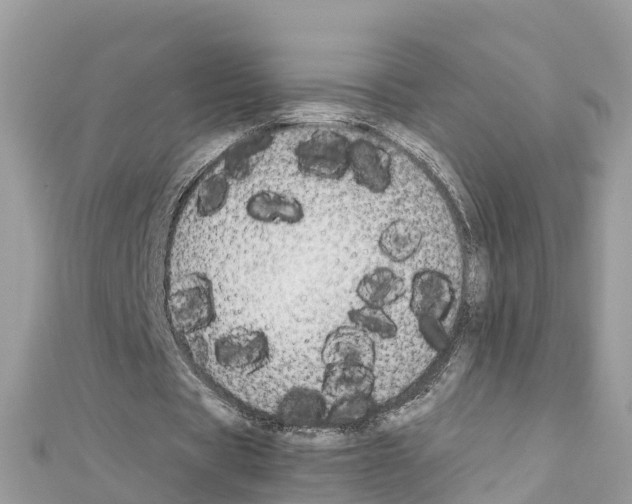 X0000111250529200908131209