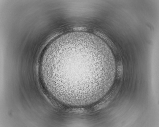 X0000111250626200908131208