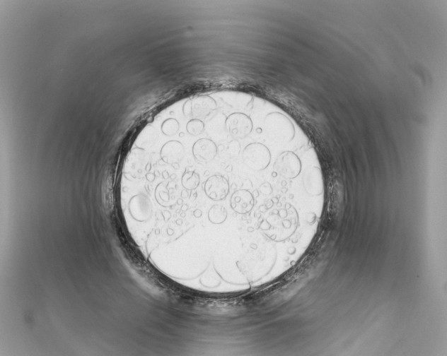 X0000111250638200908131208