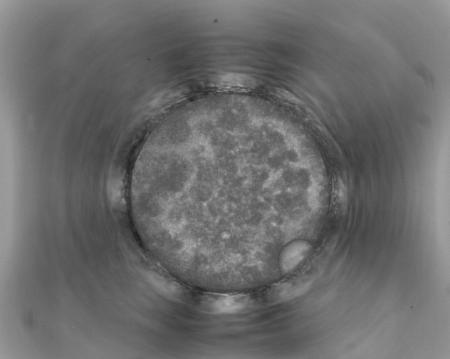 X0000111250663200908131208