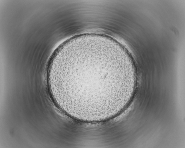 X0000111250830200908131205