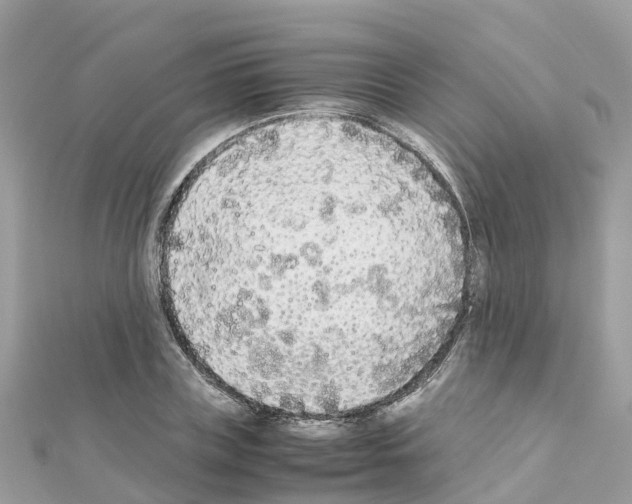 X0000111250835200908131205