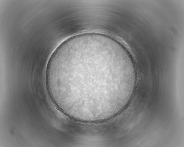 X0000111250836200908131205