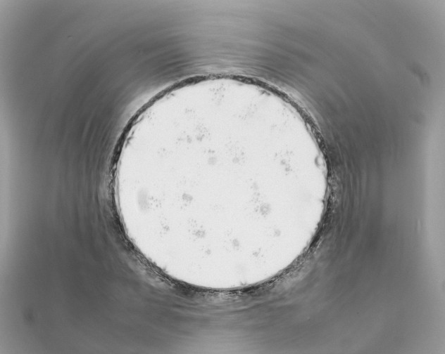 X0000111250879200908131205