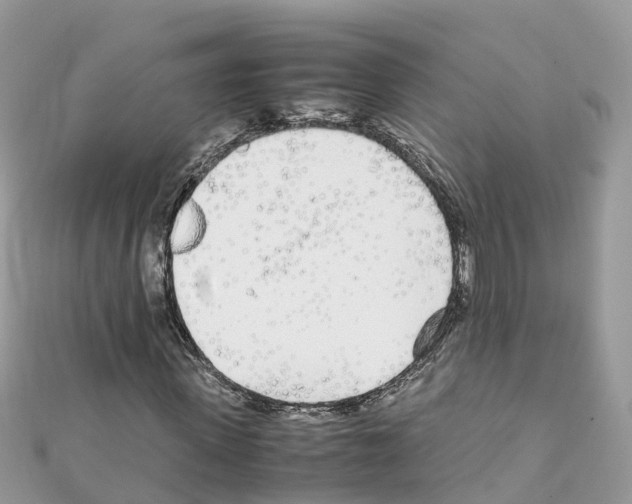 X0000111250915200908131204