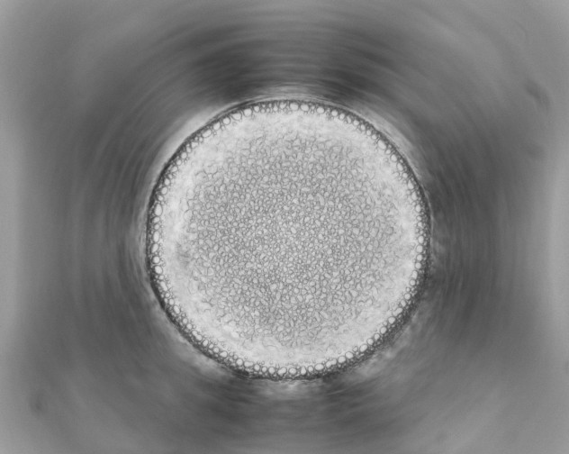 X0000111250949200908131204