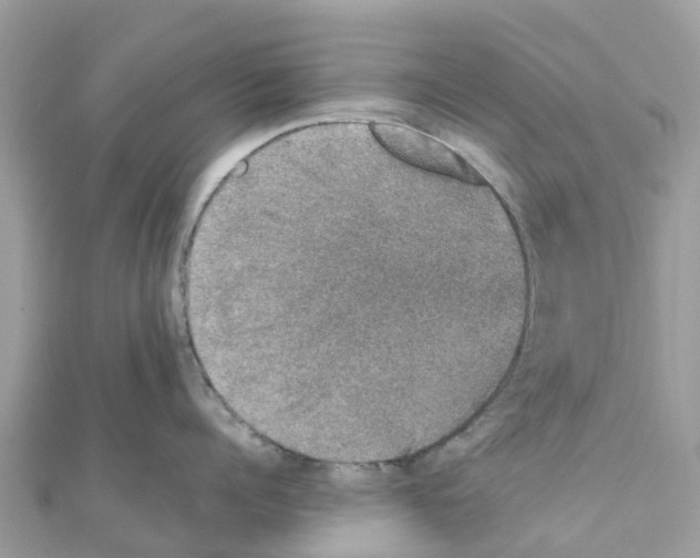 X0000111250960200908131205