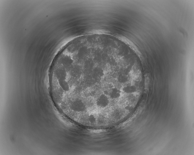 X0000111251031200908131203