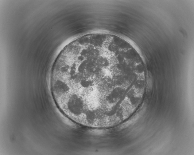 X0000111251245200908131200