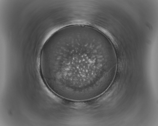 X0000111351383200907171134