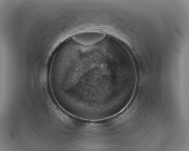 X0000111351506200907171132