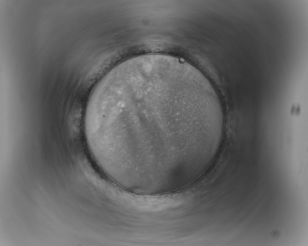 X0000111350018200907241209