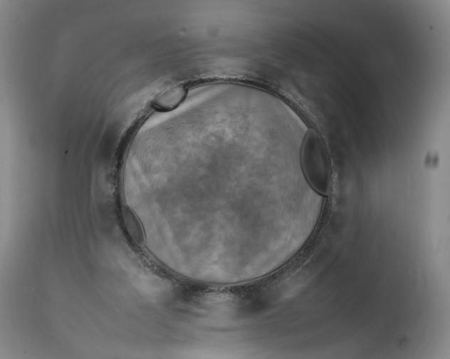 X0000111350203200907241206