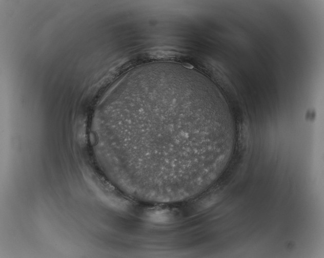 X0000111350267200907241205