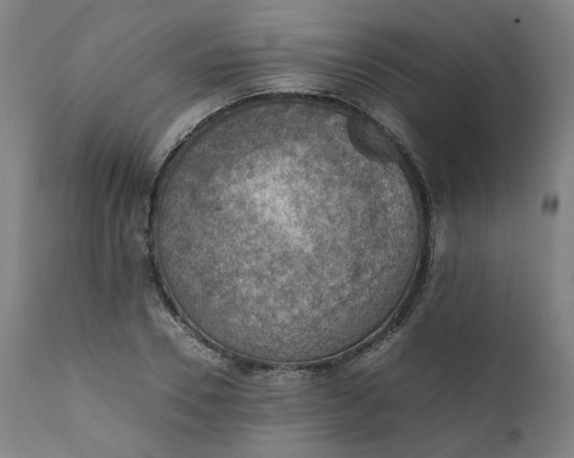 X0000111350930200907241155