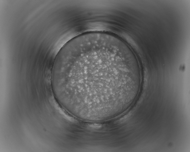 X0000111351329200907241149