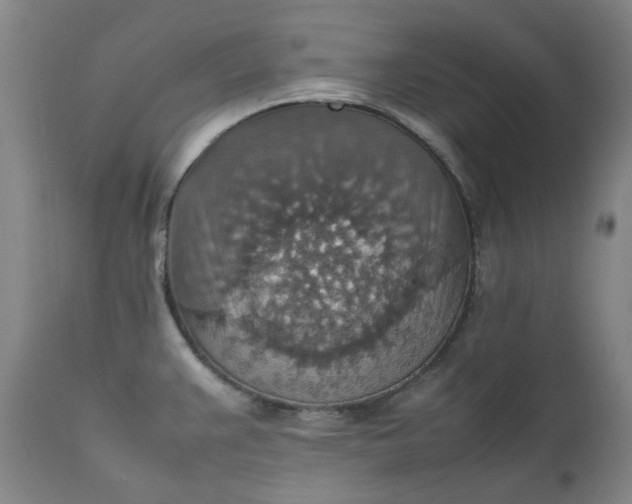 X0000111351383200907241148