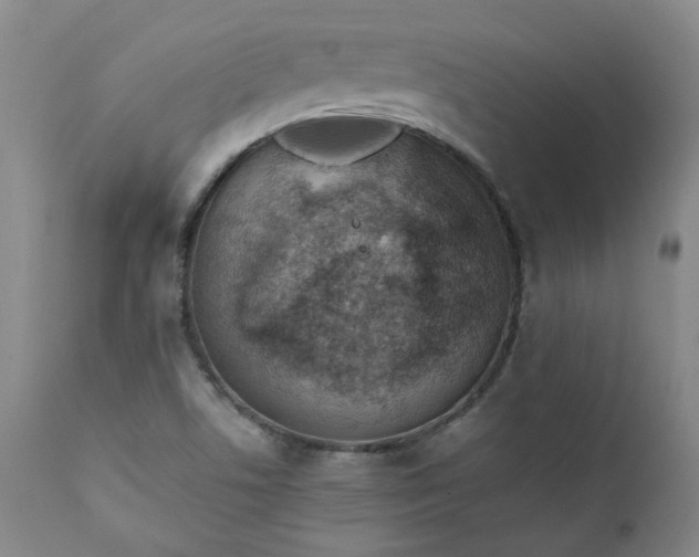 X0000111351506200907241146