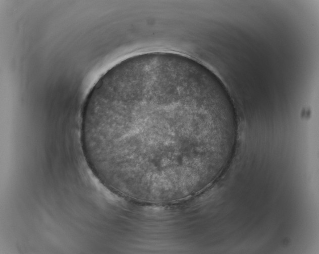 X0000111351508200907241146