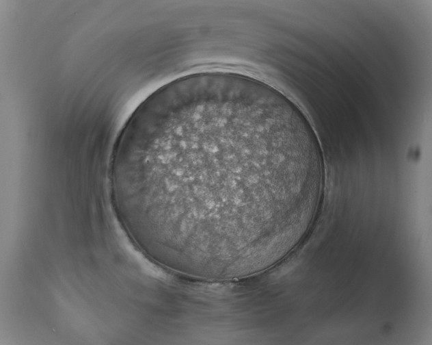 X0000111351533200907241146