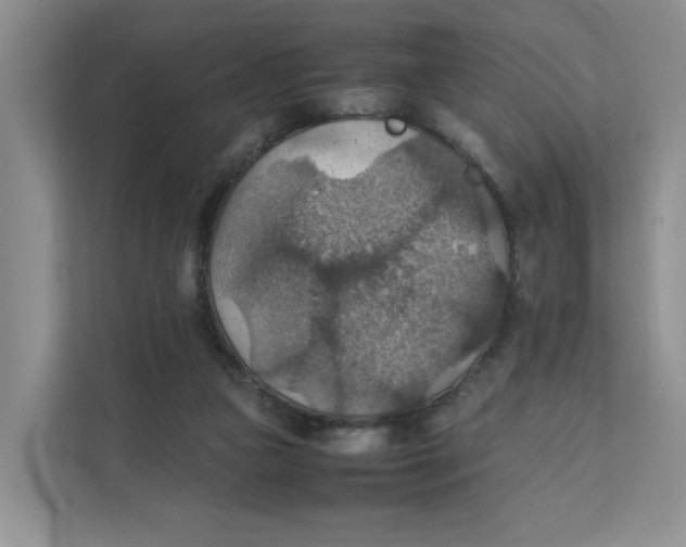 X0000111350161200907310959