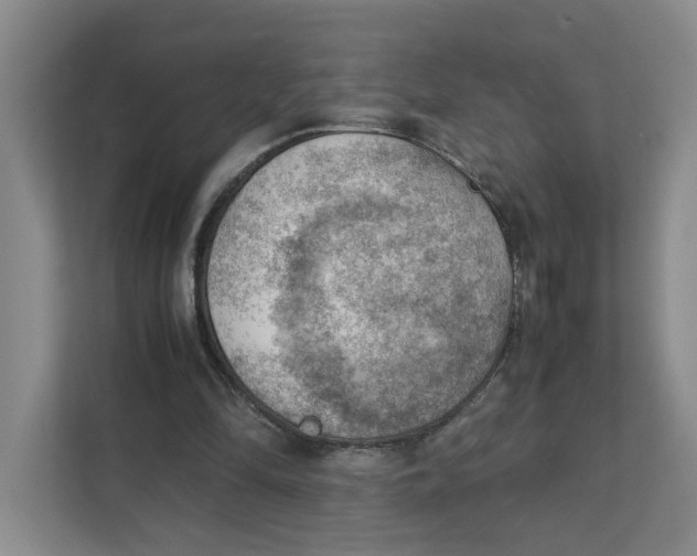 X0000111350294200907310957