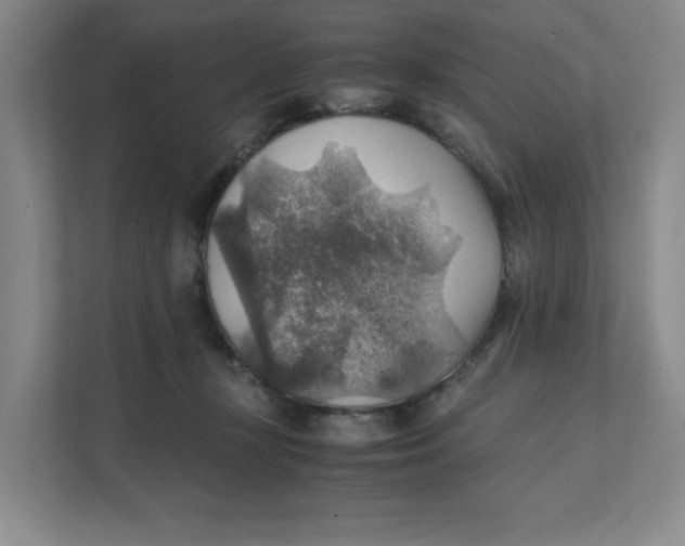 X0000111350367200907310957