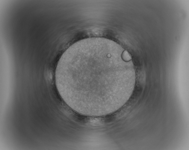 X0000111350709200907310952