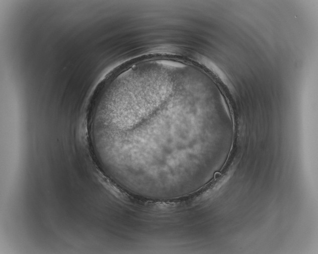 X0000111350923200907310949