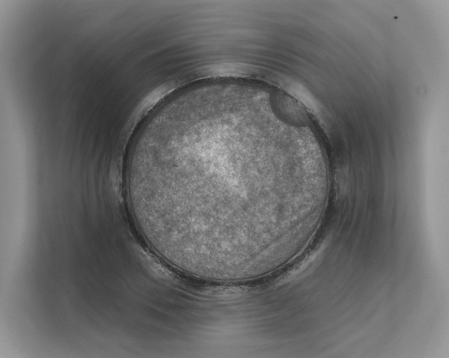 X0000111350930200907310949