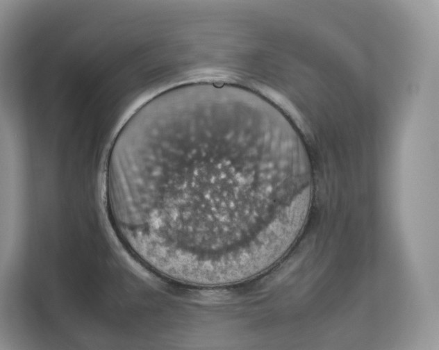 X0000111351383200907310943