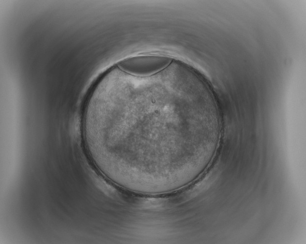 X0000111351506200907310941