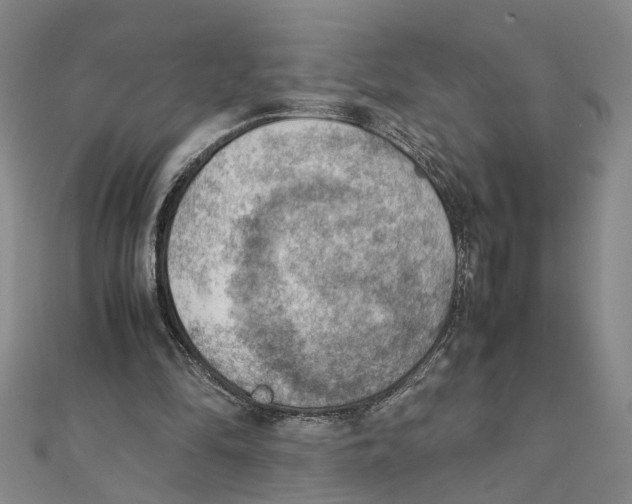 X0000111350294200908071138