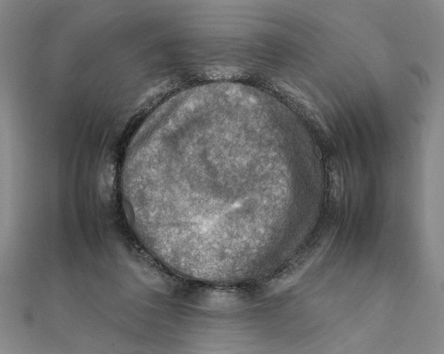 X0000111350308200908071138