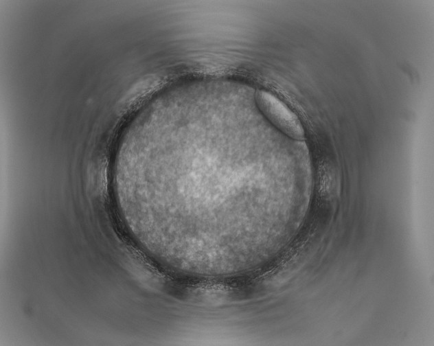 X0000111350685200908071133
