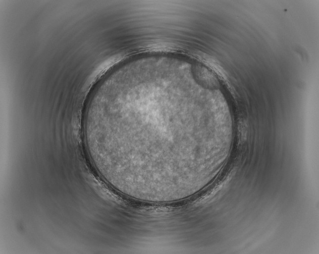 X0000111350930200908071130