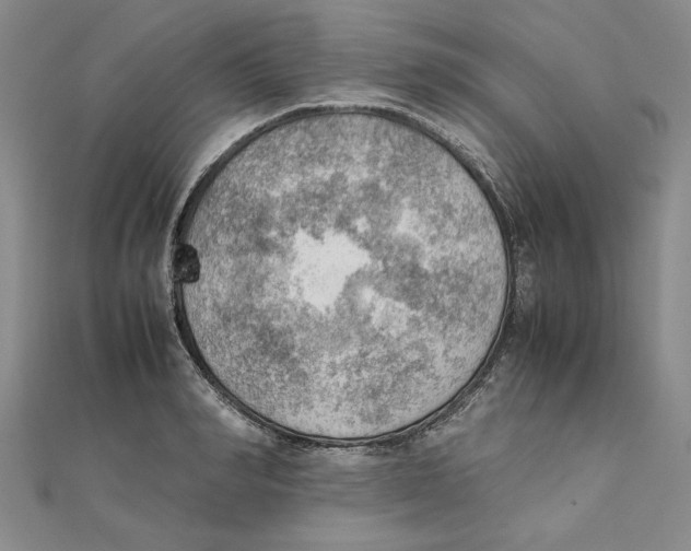 X0000111350990200908071129