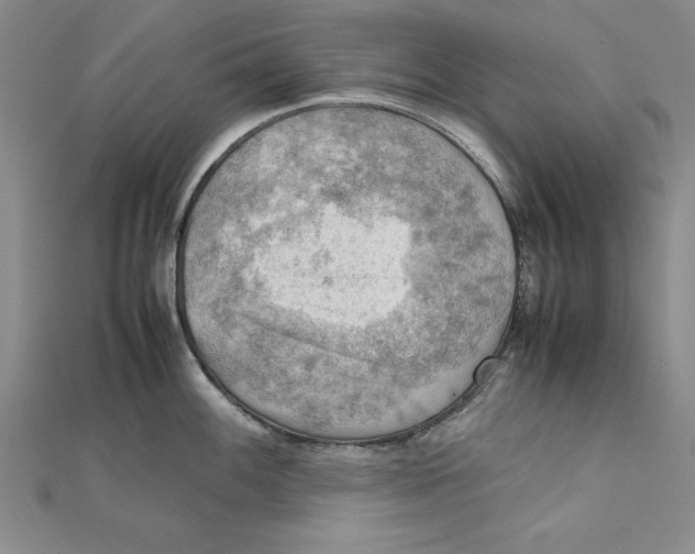 X0000111351100200908071128