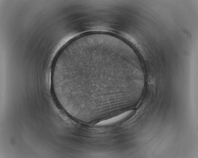 X0000111351323200908071125