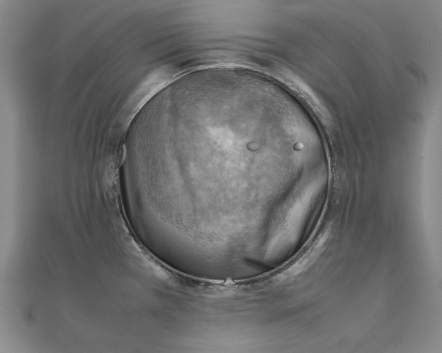 X0000111351385200908071124