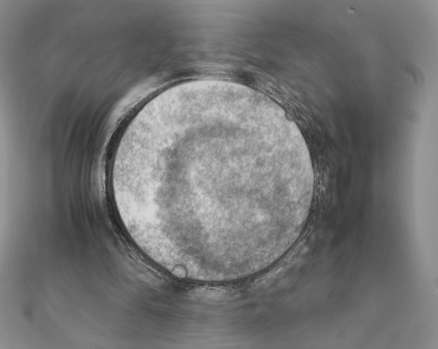 X0000111350294200908211240